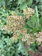 Spiraea stevenii
