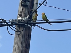 Eupsittula pertinax pertinax