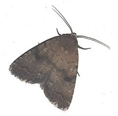 Athetis furvula