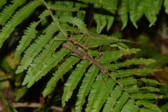 Ceroys perfoliatus