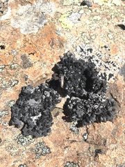 Umbilicaria proboscidea