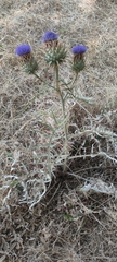 Cynara cardunculus