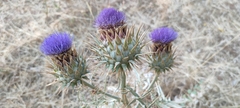 Cynara cardunculus