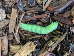 Ceratomia amyntor