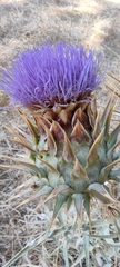 Cynara cardunculus
