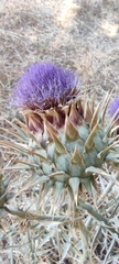Cynara cardunculus
