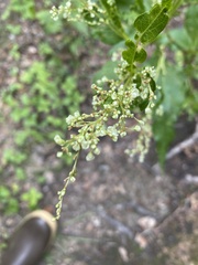 Koenigia alaskana