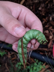 Ceratomia amyntor