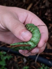 Ceratomia amyntor