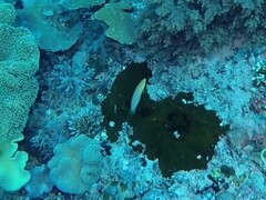 Halichoeres solorensis