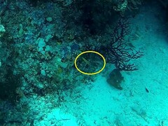 Halichoeres prosopeion