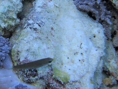 Halichoeres richmondi