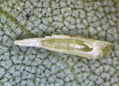 Caryomyia supina