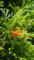 Labeninae