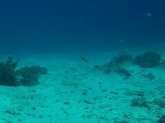 Thalassoma amblycephalus