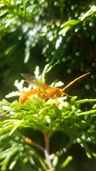 Labeninae