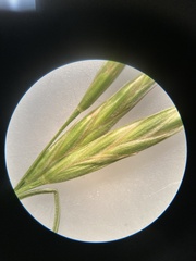 Bromus porteri