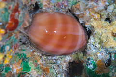 Lyncina
