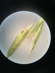 Bromus porteri