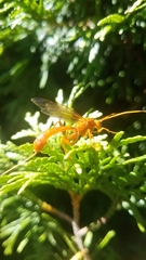 Labeninae