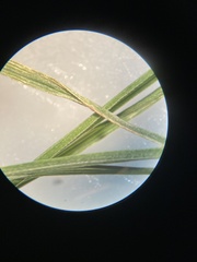 Bromus porteri