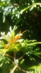 Labeninae