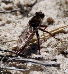 Proctacanthus milbertii