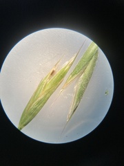 Bromus porteri