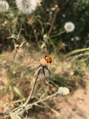 Coccinella septempunctata