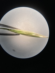 Bromus porteri