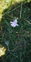 Scabiosa columbaria