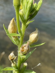 Mompha stellella