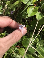 Viola epipsila