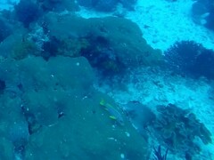 Plectorhinchus polytaenia