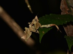 Acanthops falcataria