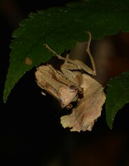 Acanthops falcataria