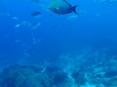 Acanthurus xanthopterus