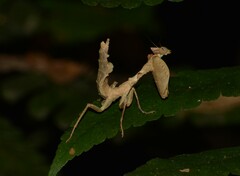 Acanthops falcataria