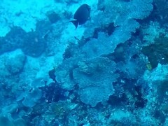 Acanthurus pyroferus