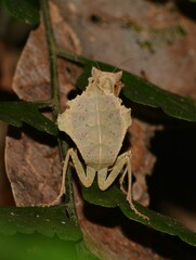 Acanthops falcataria