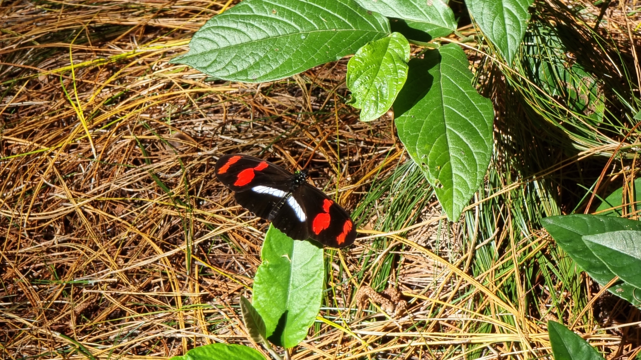 Heliconius telesiphe image