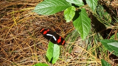 Heliconius telesiphe