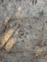 Tapirus terrestris