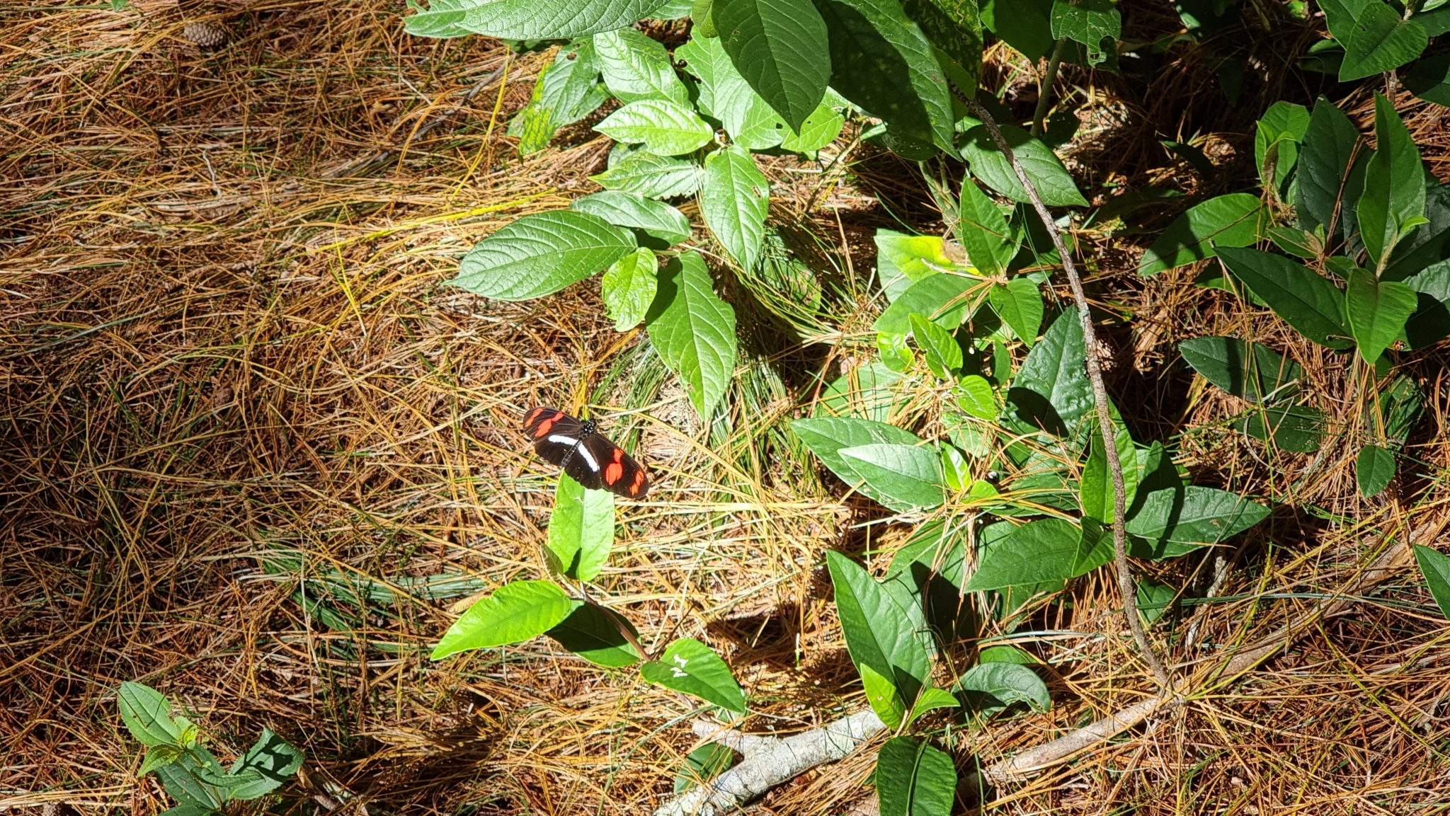 Heliconius telesiphe image