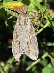 Acronicta lithospila