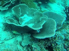 Sargocentron caudimaculatum