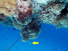 Platax boersii
