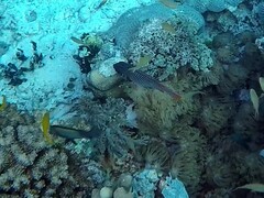 Myripristis violacea