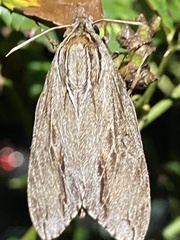Acronicta lithospila