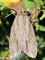 Acronicta lithospila